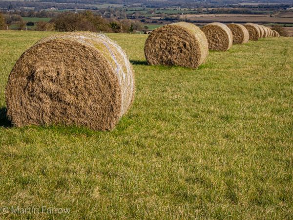 Round Haybales in field